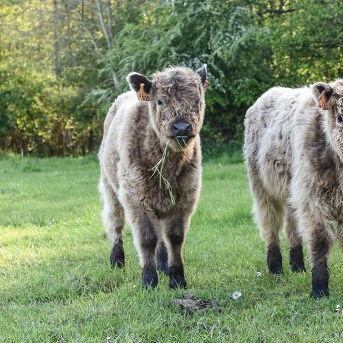 Embracing Regenerative Farming