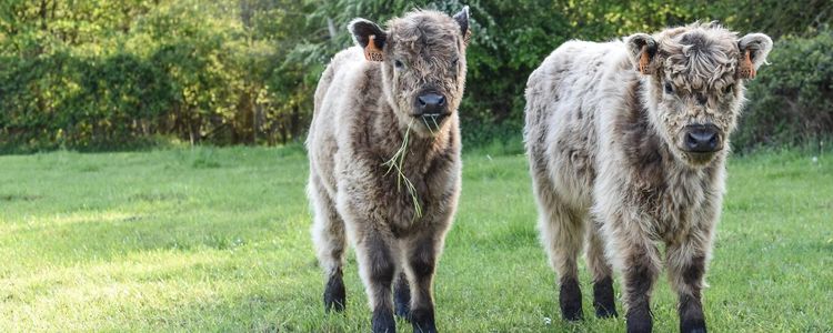 Embracing Regenerative Farming