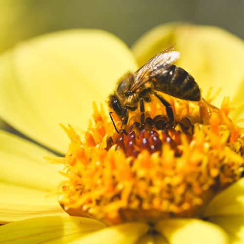 What honey is supposed to taste like...