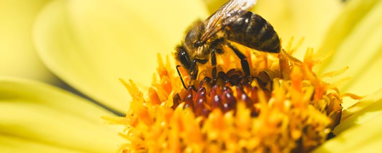 What honey is supposed to taste like...