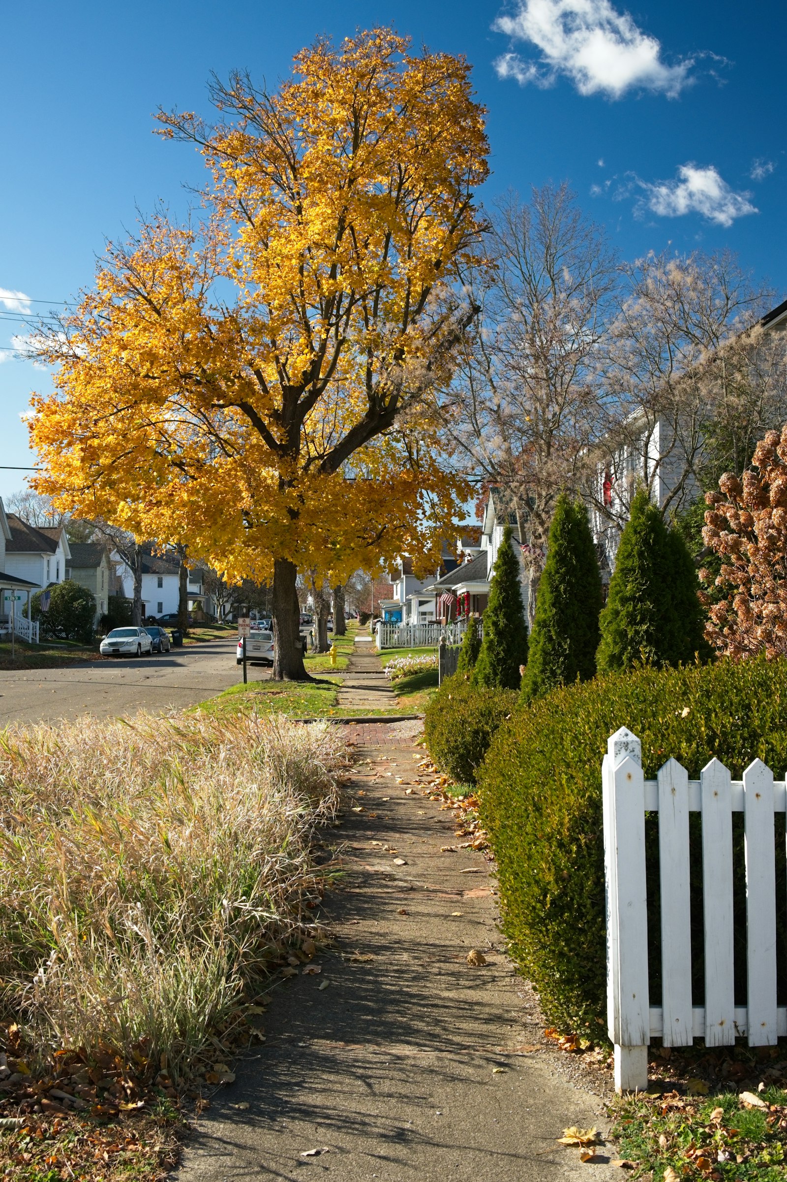 Best Dog-Friendly Neighborhoods in Richmond VA for Homeowners in 2026