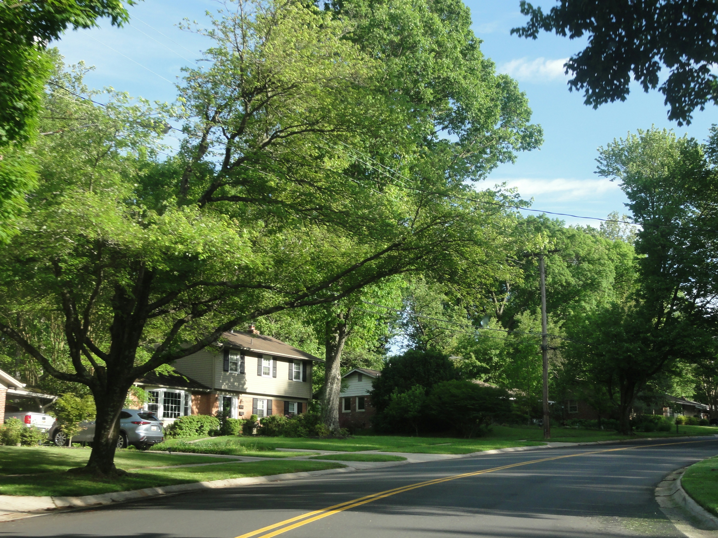 bon-air-va-leafy-street-mature-trees