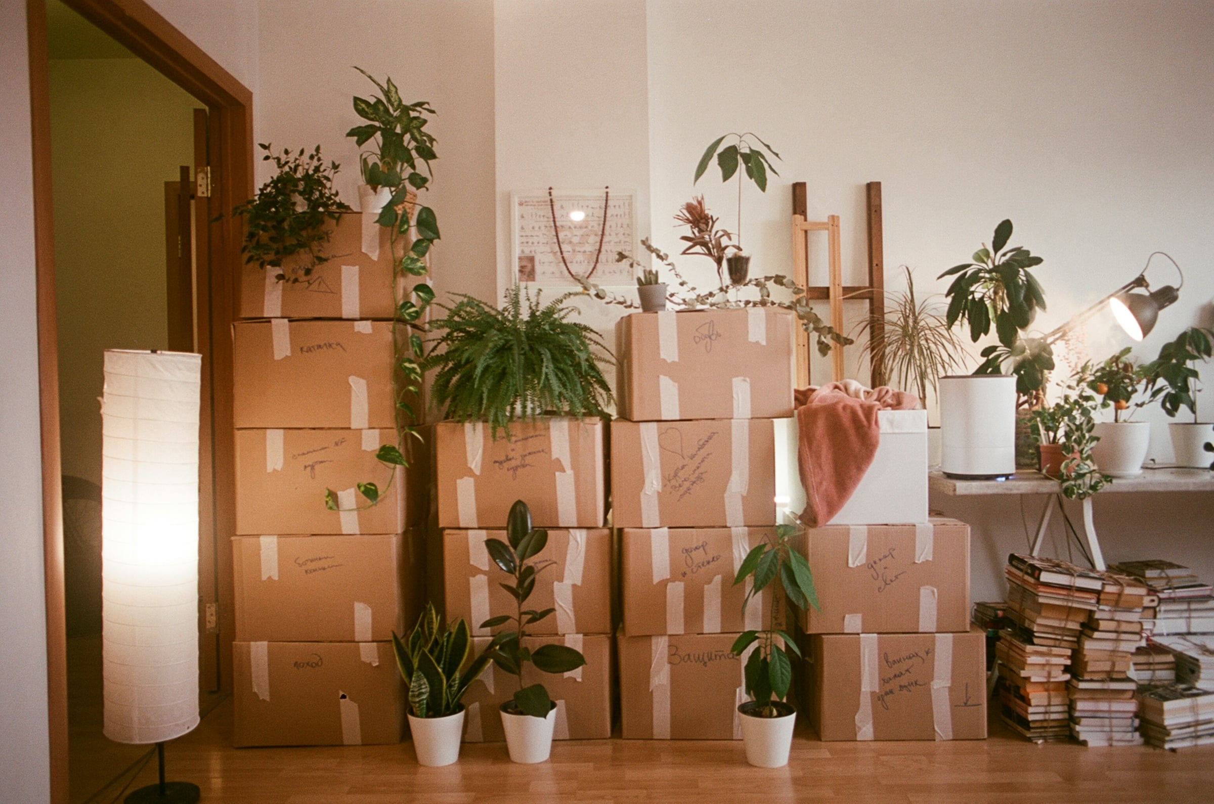 moving-to-richmond-from-winchester-boxes-plants