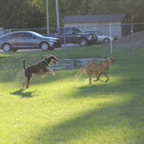 Selling a Richmond VA Home With Pets: Odors, Damage and Showing-Day Logistics