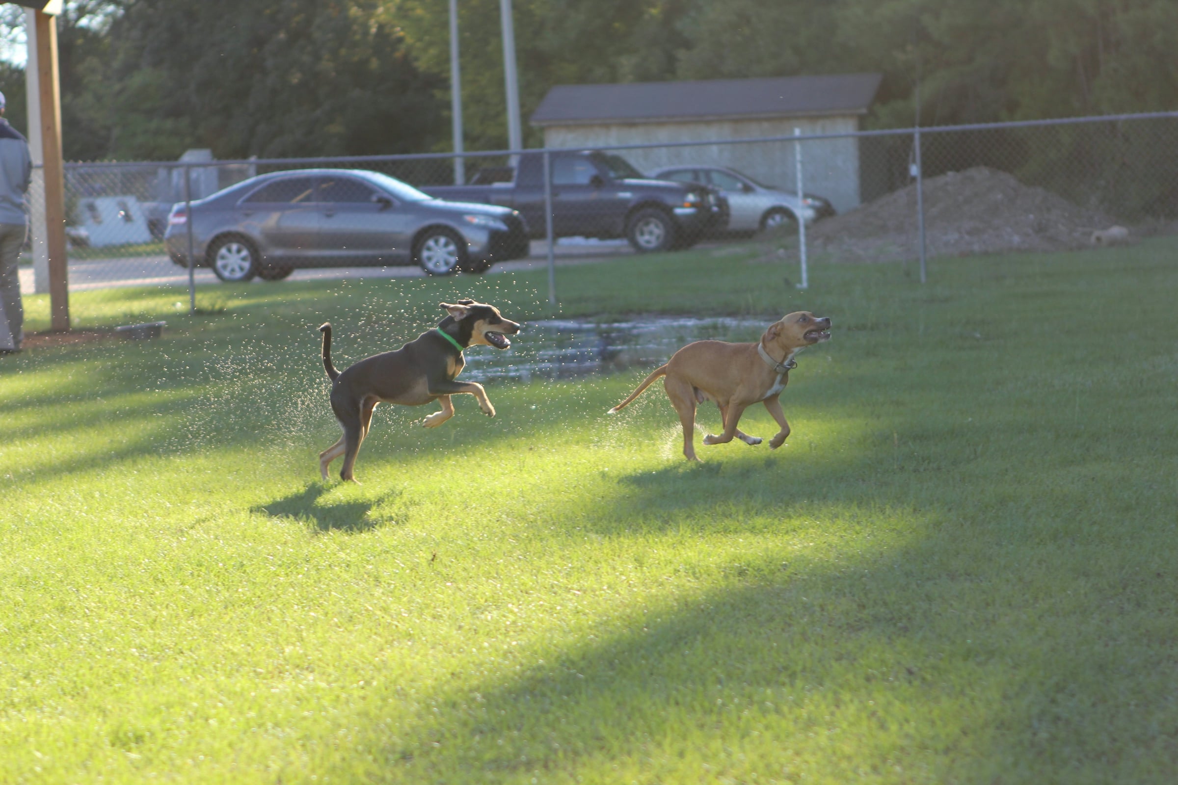 richmond-va-dogs-running-fenced-dog-park