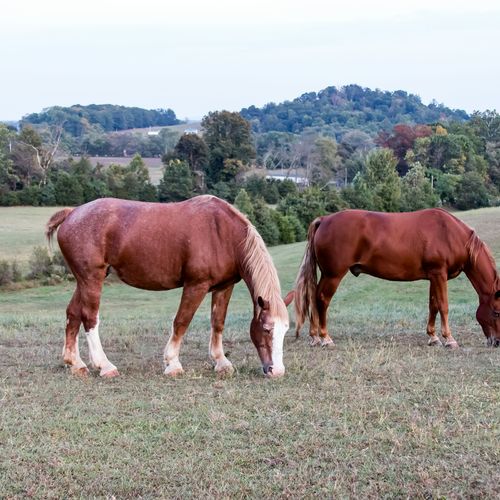 A Developer Bought 97 Acres in Goochland and Put the House Back on the Market: Inside August's Top Richmond Home Sales