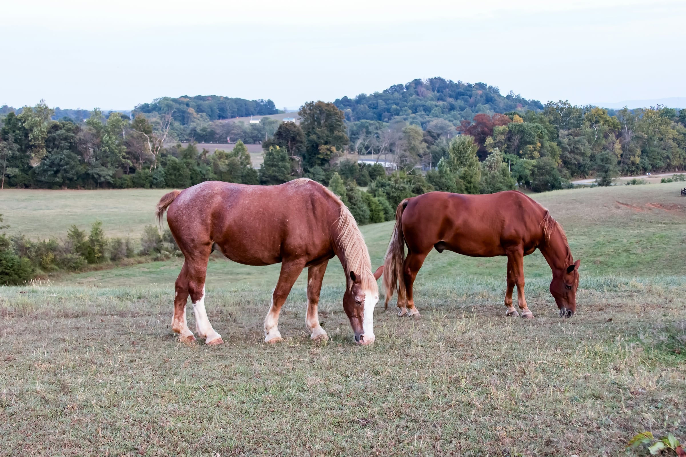 Two horses grazing in a fenced green pasture in front of a treeline