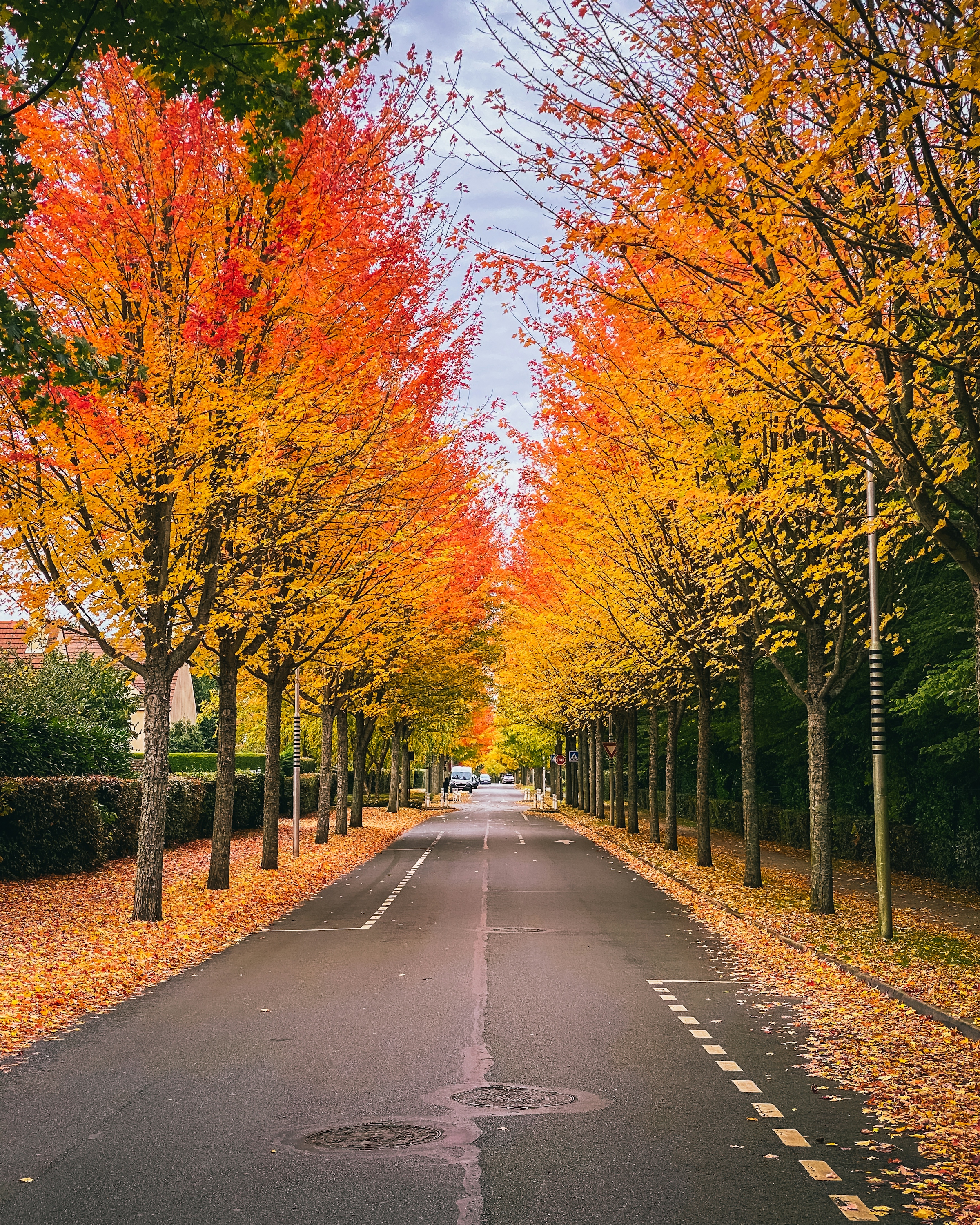 An avenue of trees in bright orange autumn colour lining both sides of a residential street