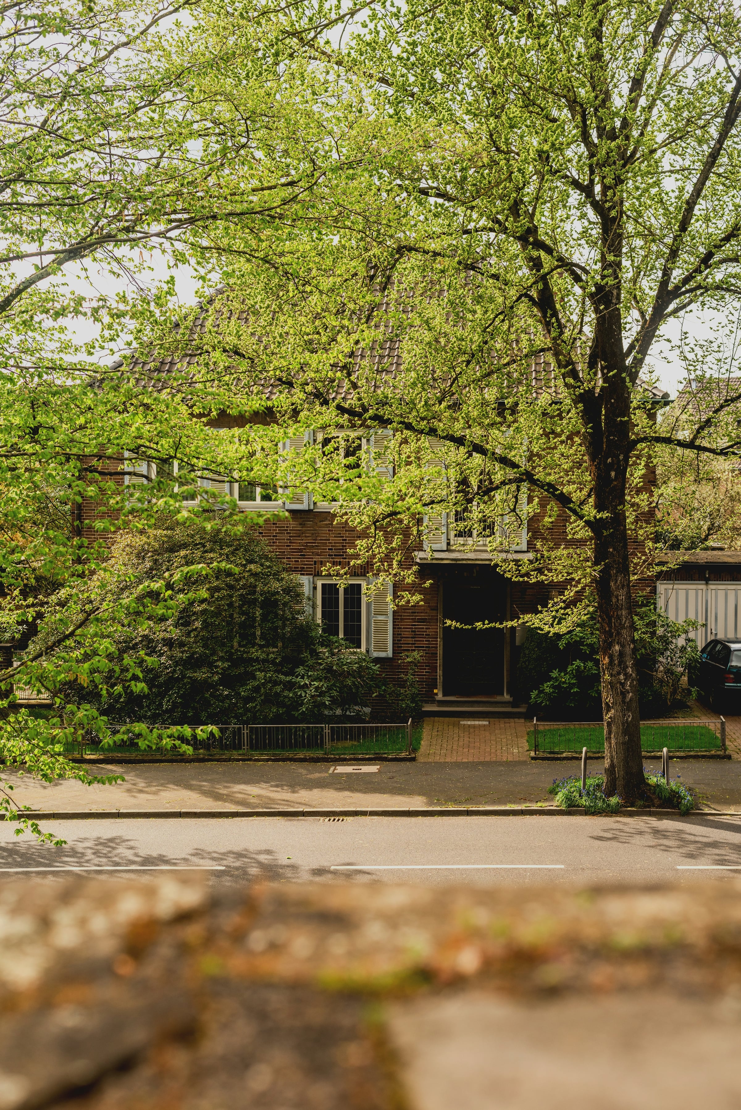 A brick house set back behind a large tree in new spring leaf, seen from across the street.