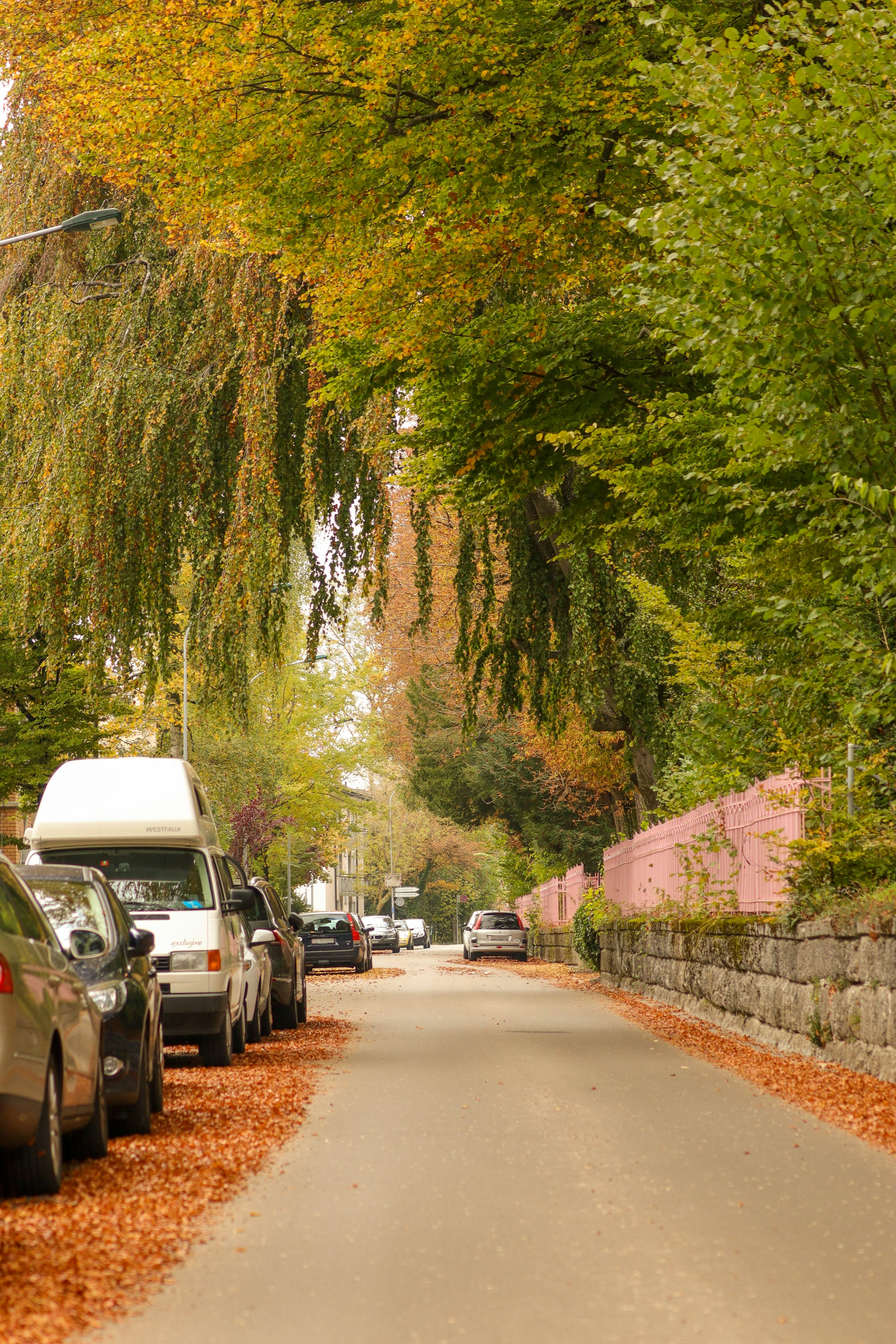 A dense green tree canopy arching over a residential street with a white van parked beneath