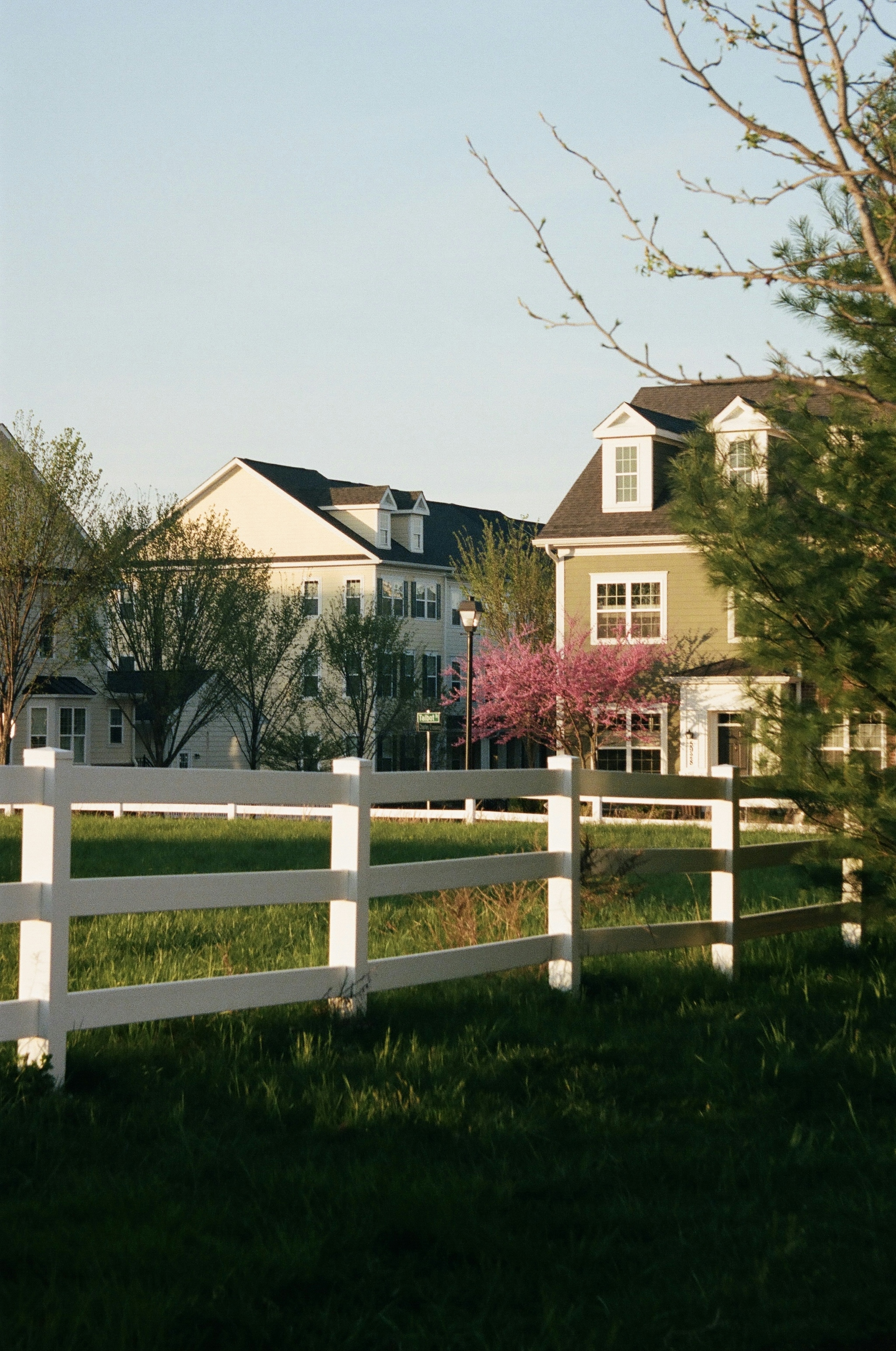 Cream and white colonial-style houses behind a white post-and-rail fence, with a flowering tree in spring.