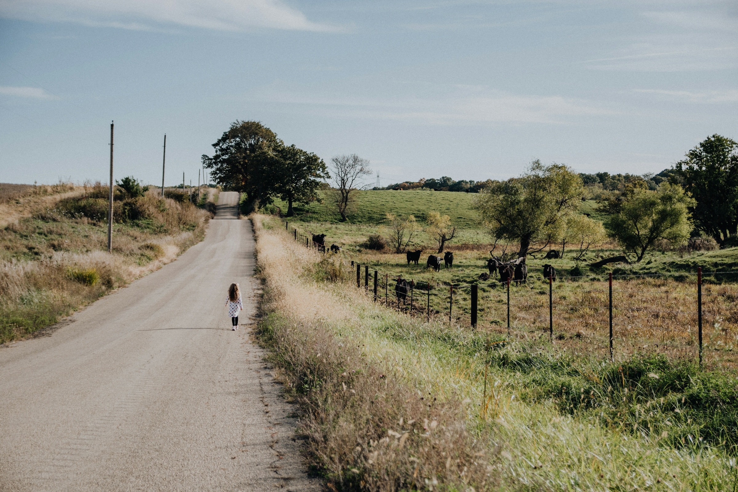 A narrow country road running between wooden fences and open pasture where cattle graze.