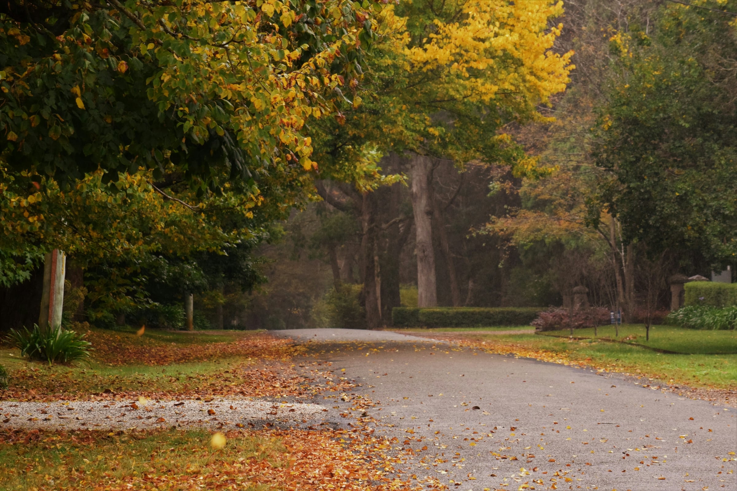 A narrow road curving through woodland with fallen autumn leaves along its verges