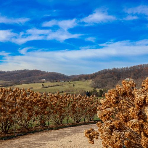 Day Trip From Richmond to Orange County: James Madison's Montpelier, Fall Events and Piedmont Wine Country