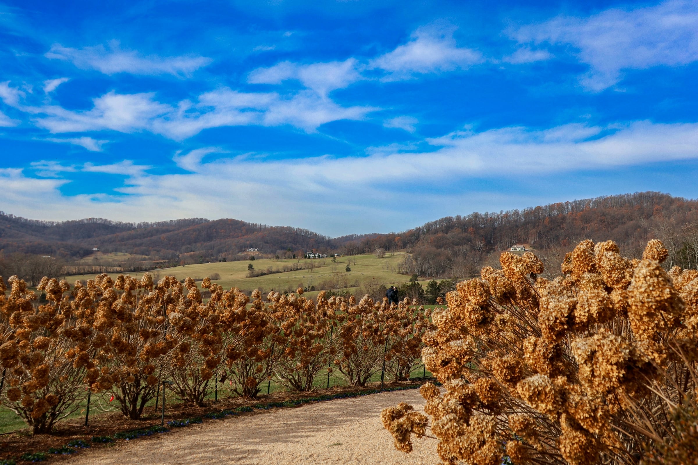 Dormant vineyard rows in the foreground with rolling blue hills and clouds beyond