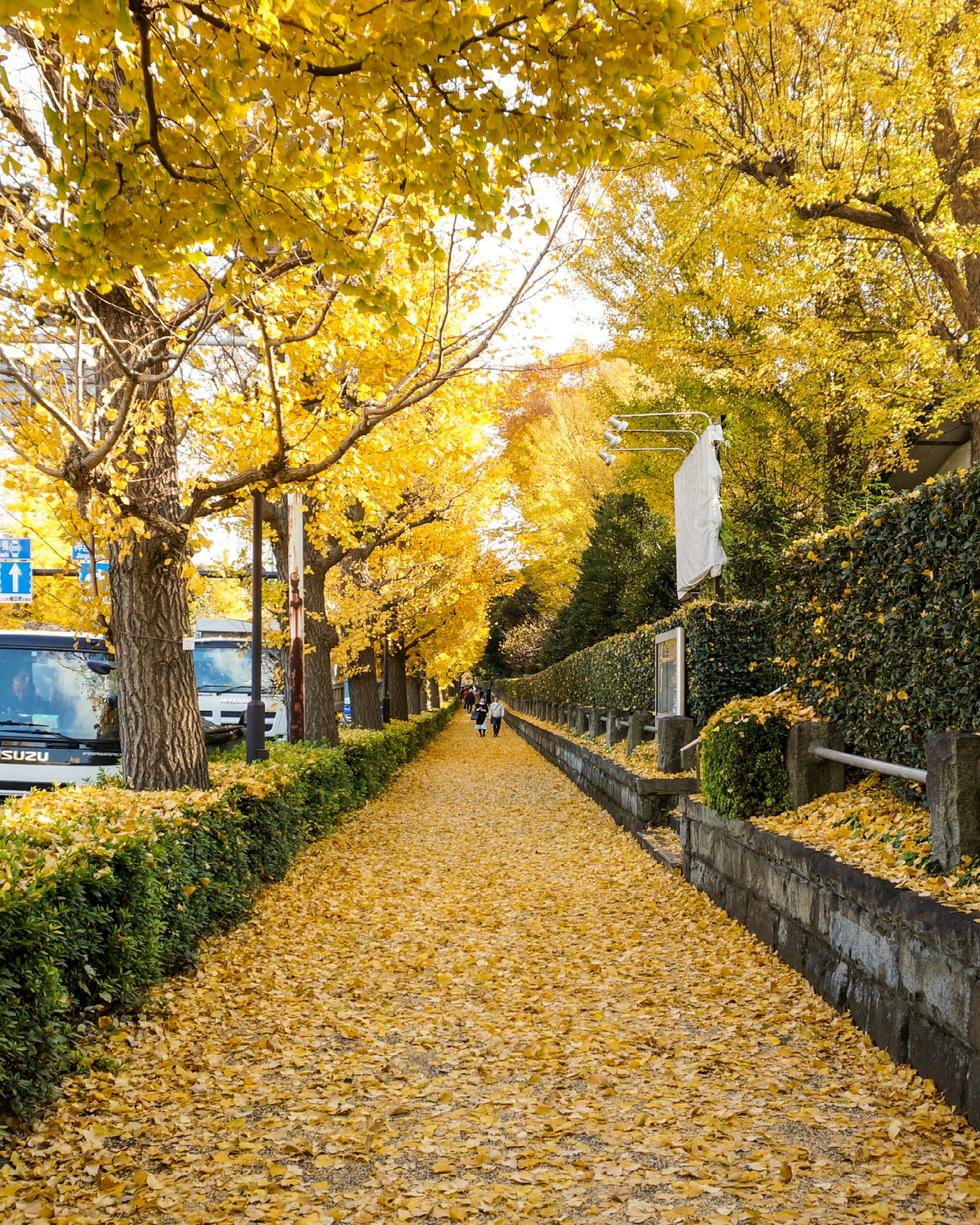 A footpath under yellow ginkgo trees beside a clipped hedge with cars parked along the road