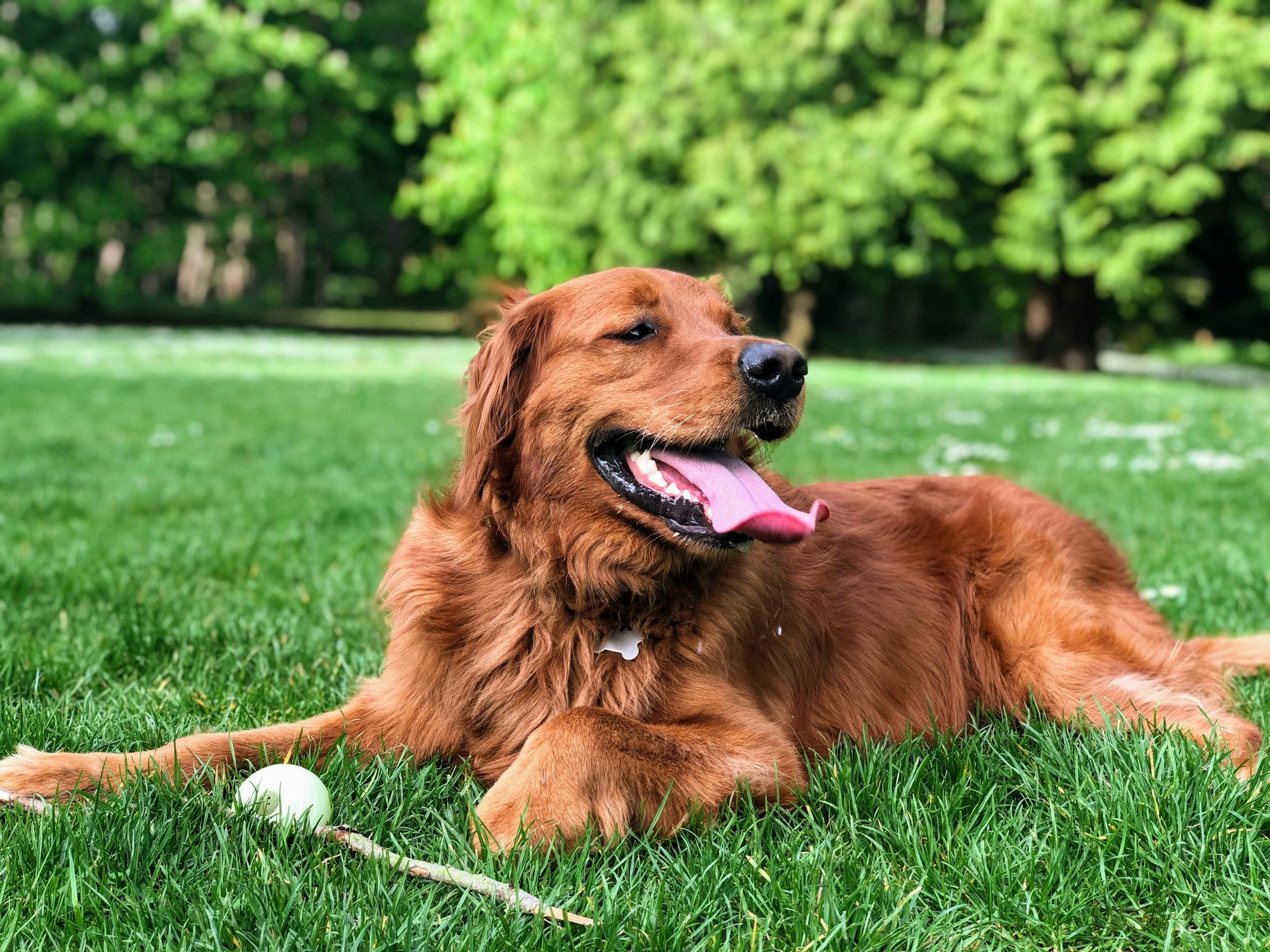A golden retriever lying on mown grass beside a tennis ball, with trees behind.