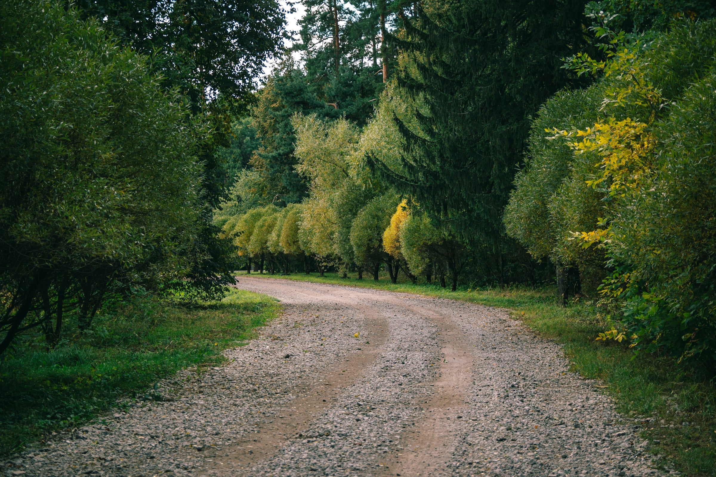 A gravel road curving through woodland on a bright day