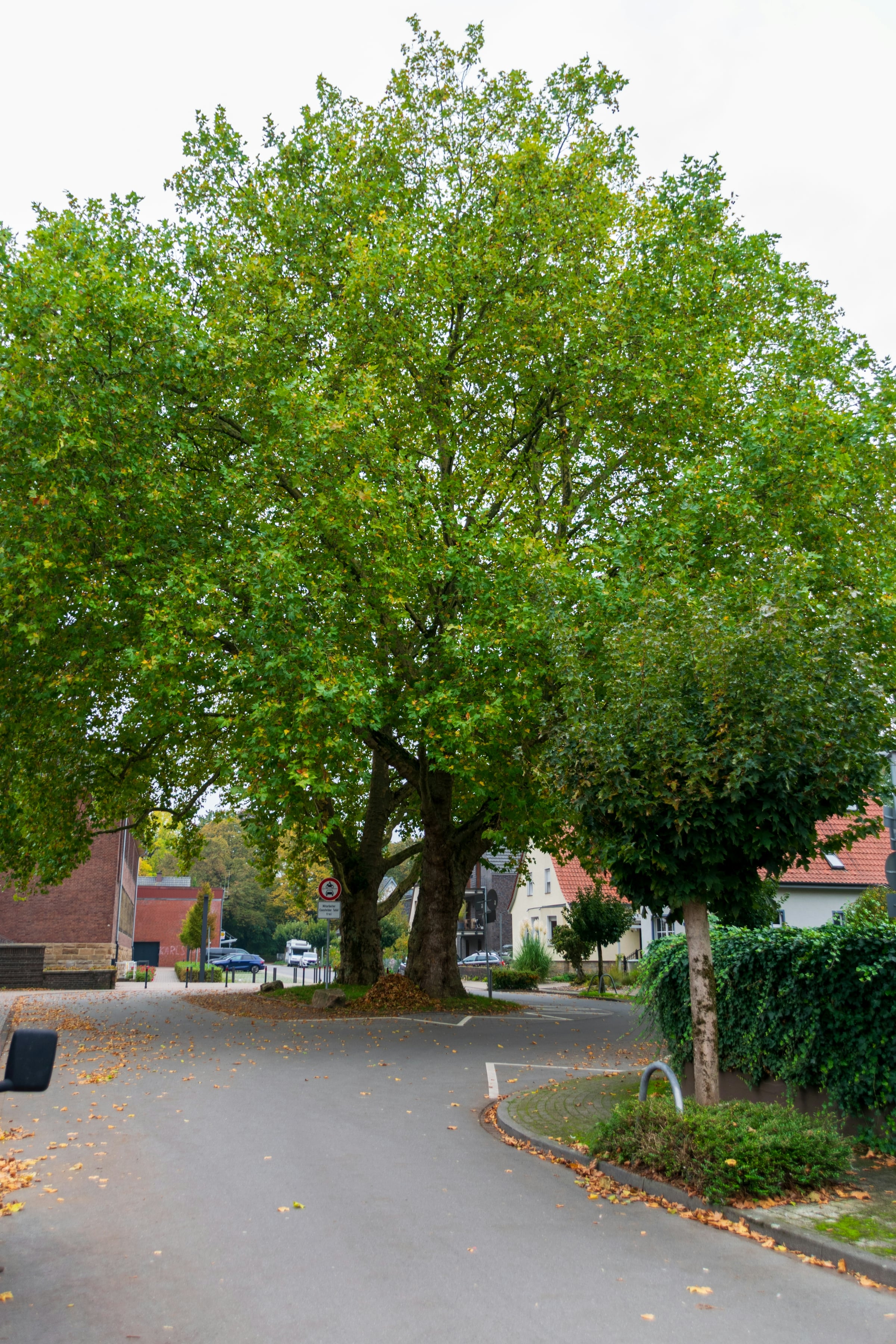 A green leafy canopy of mature trees closing over a quiet road