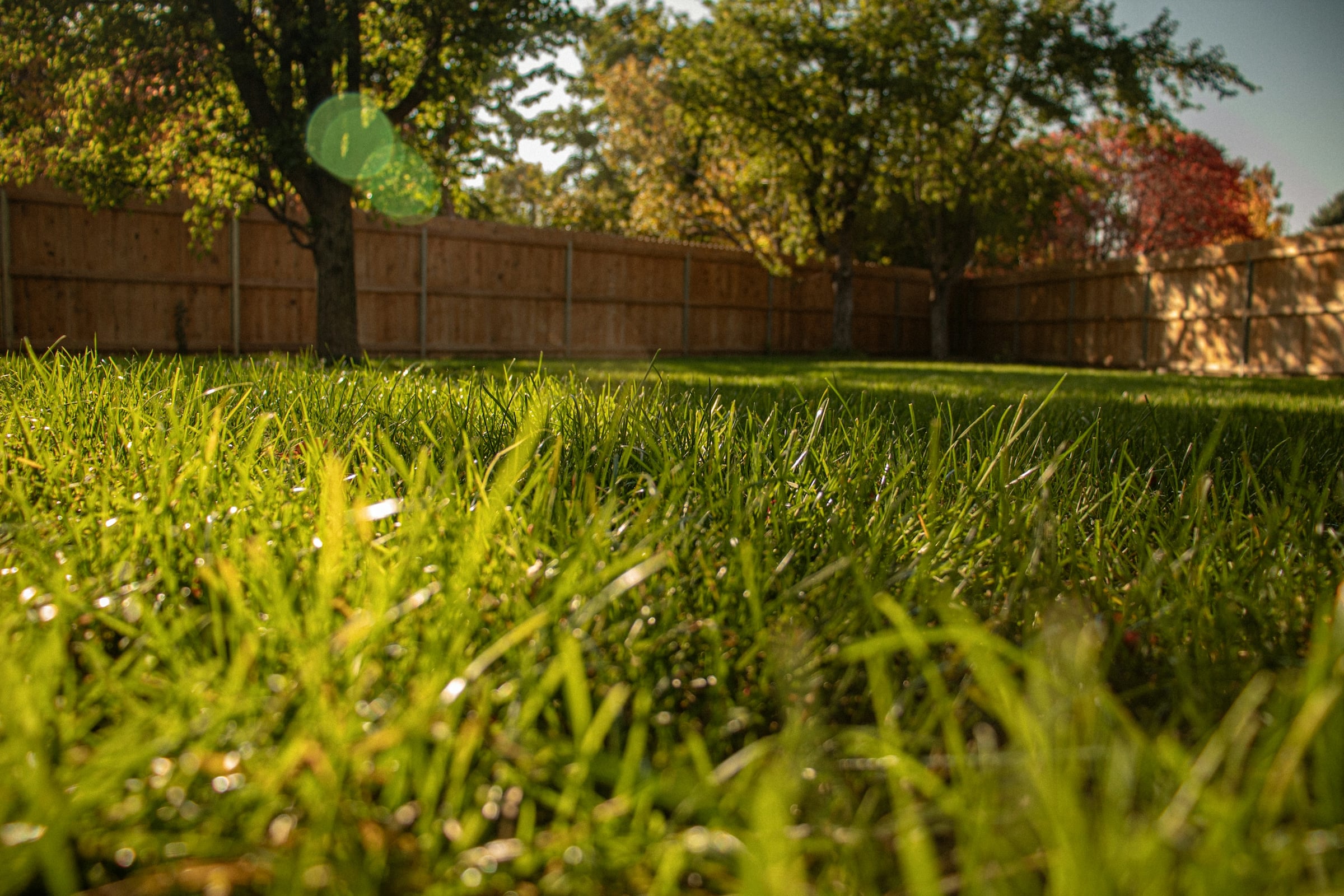 Expansive green lawn bordered by a wooden fence