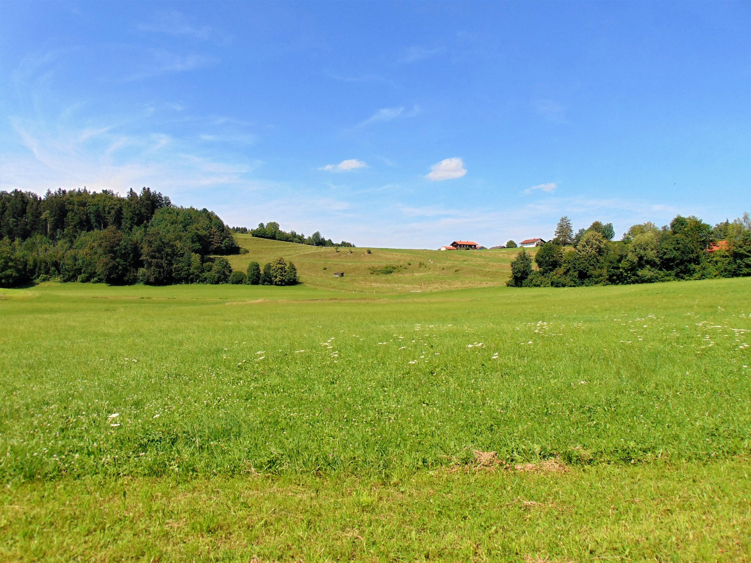 An open green meadow sloping toward a treeline under a blue sky with scattered clouds