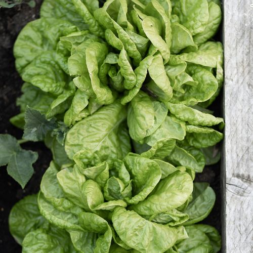 Best Neighborhoods for Gardeners and Yard Lovers in Richmond VA in 2026