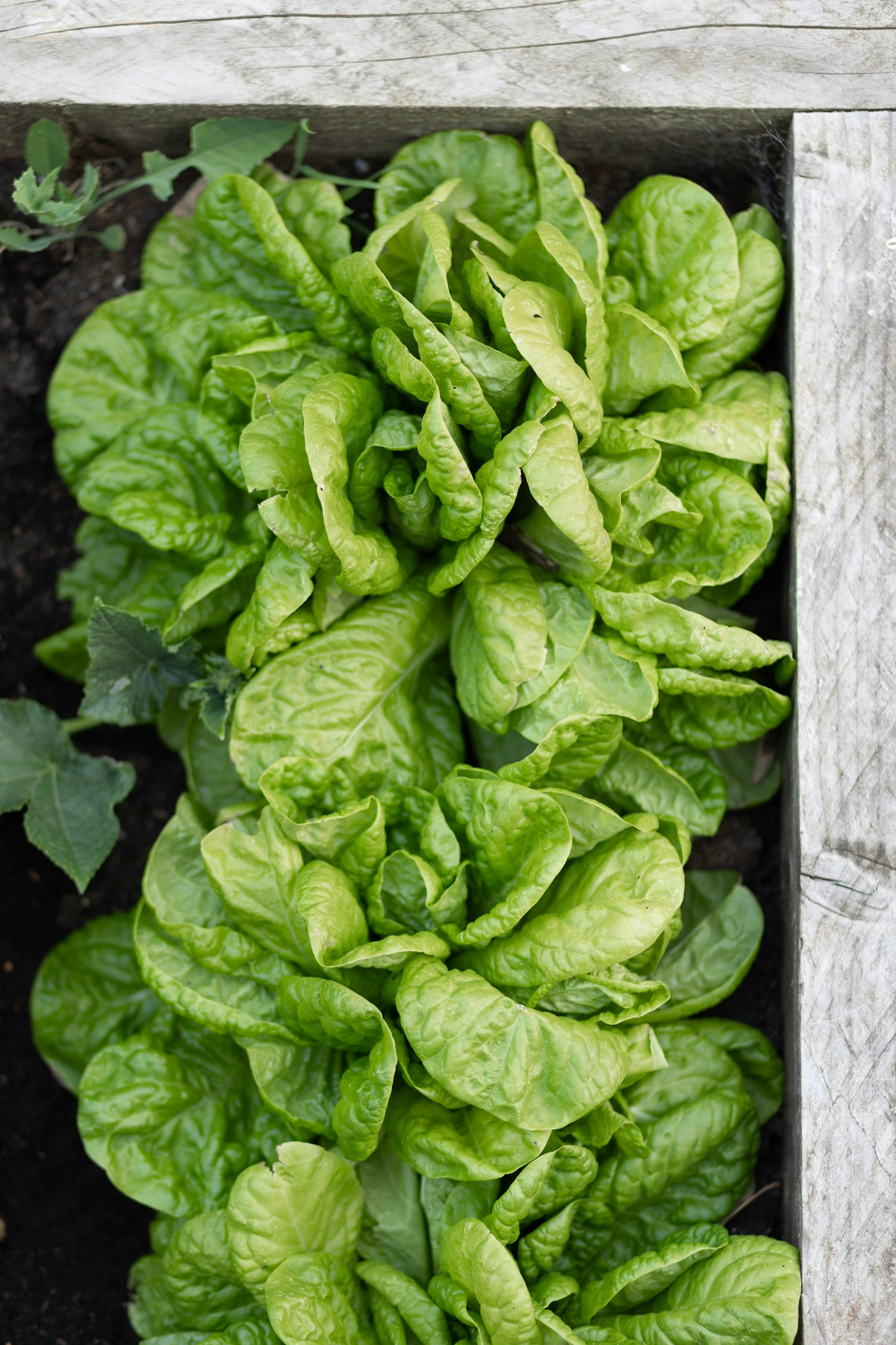 Close view of loose-leaf lettuce growing in a garden bed.