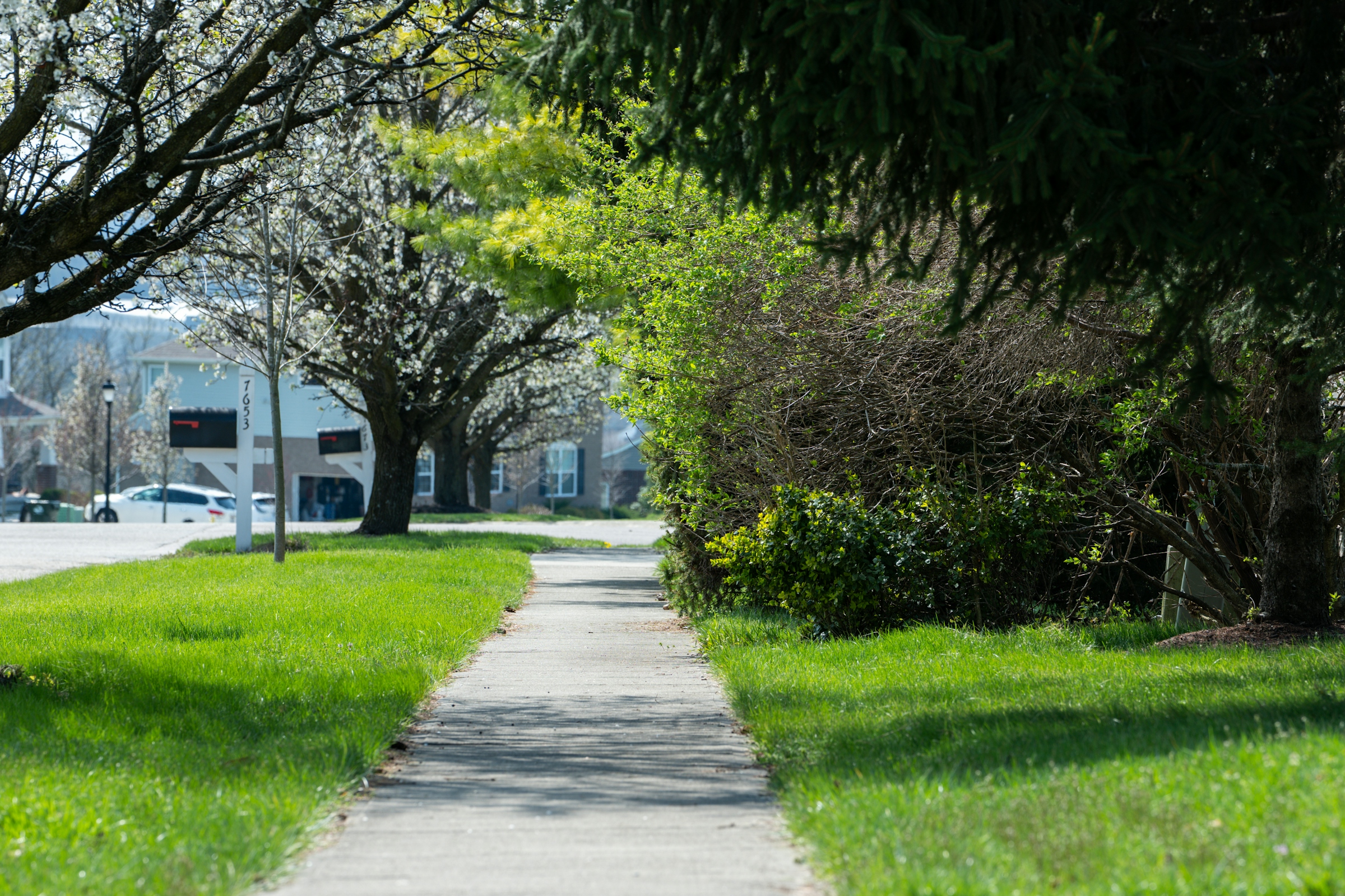 Paved sidewalk running between mown grass and a dense line of green summer trees