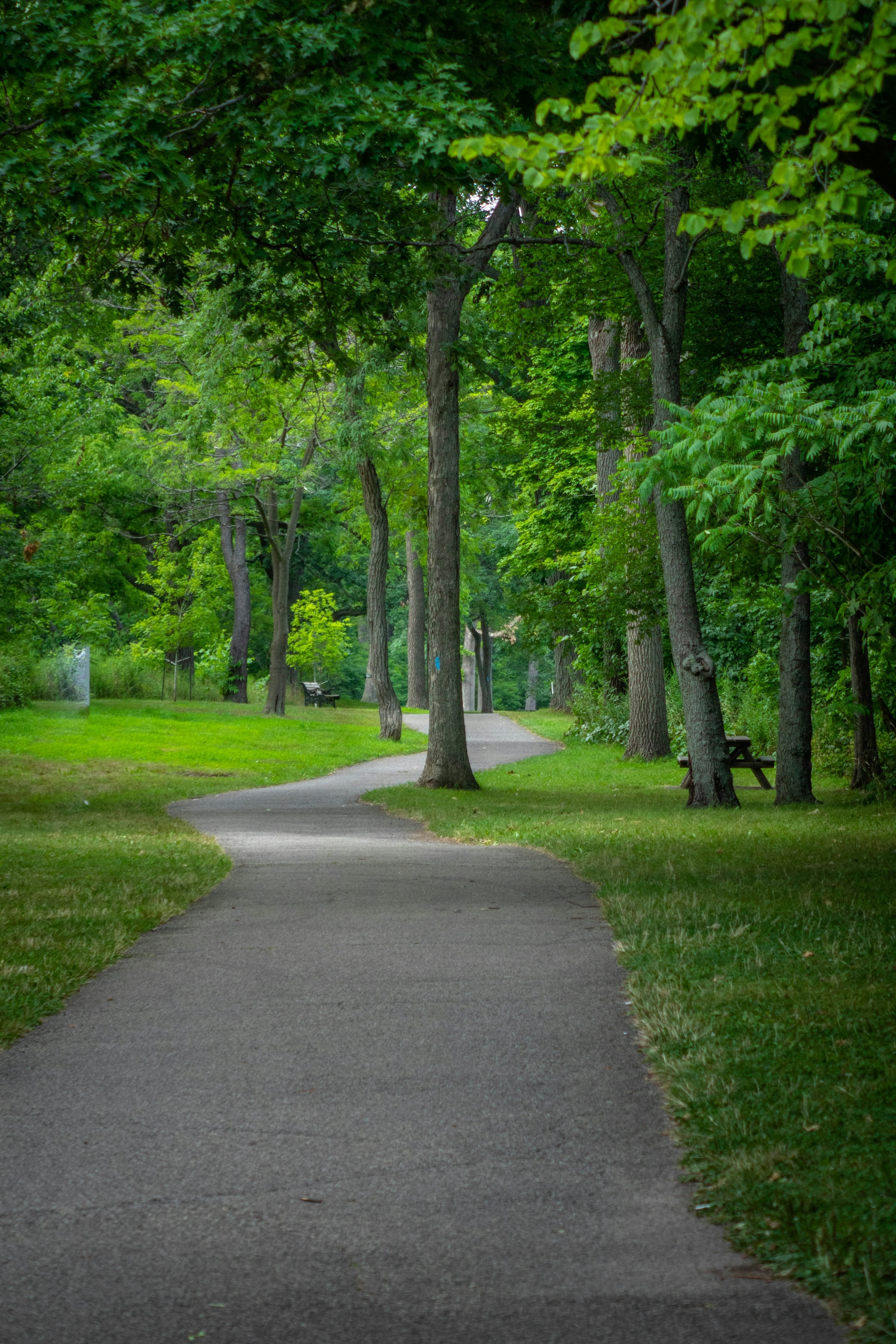 A paved shared-use path curving through a park under mature deciduous trees, with a picnic table on the grass.