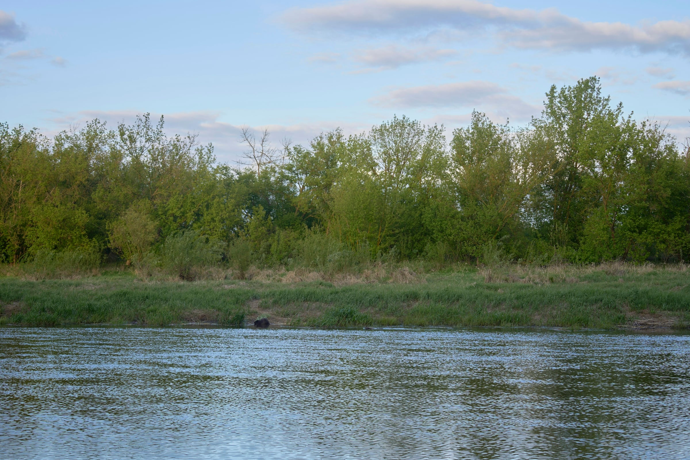 A wide river with a wooded bank of green trees under a pale blue sky.
