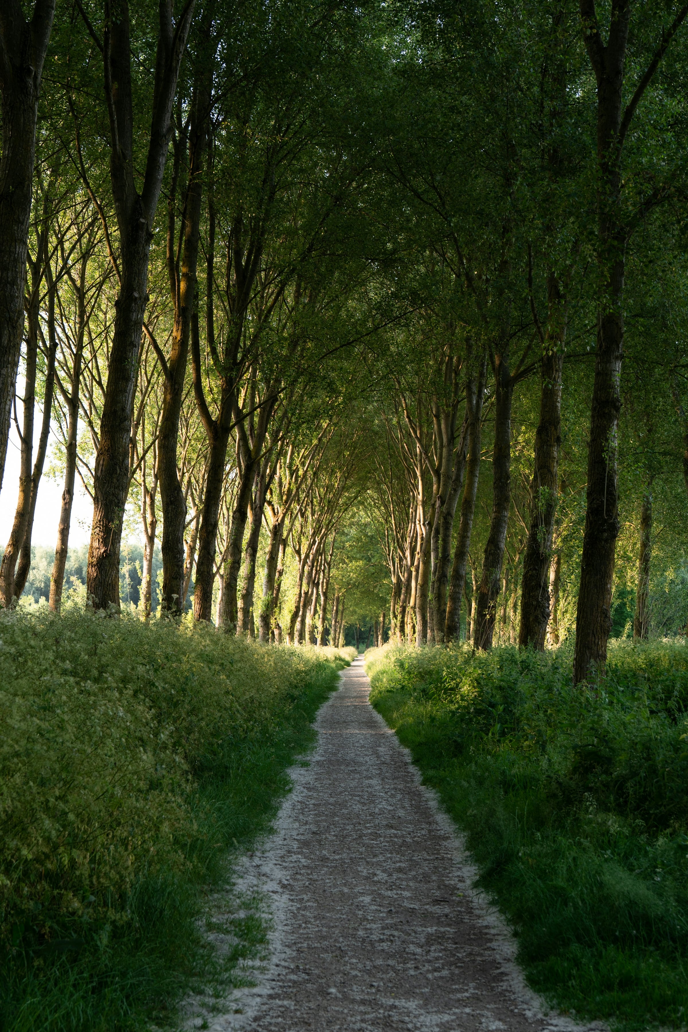Tree-lined path through a wooded park