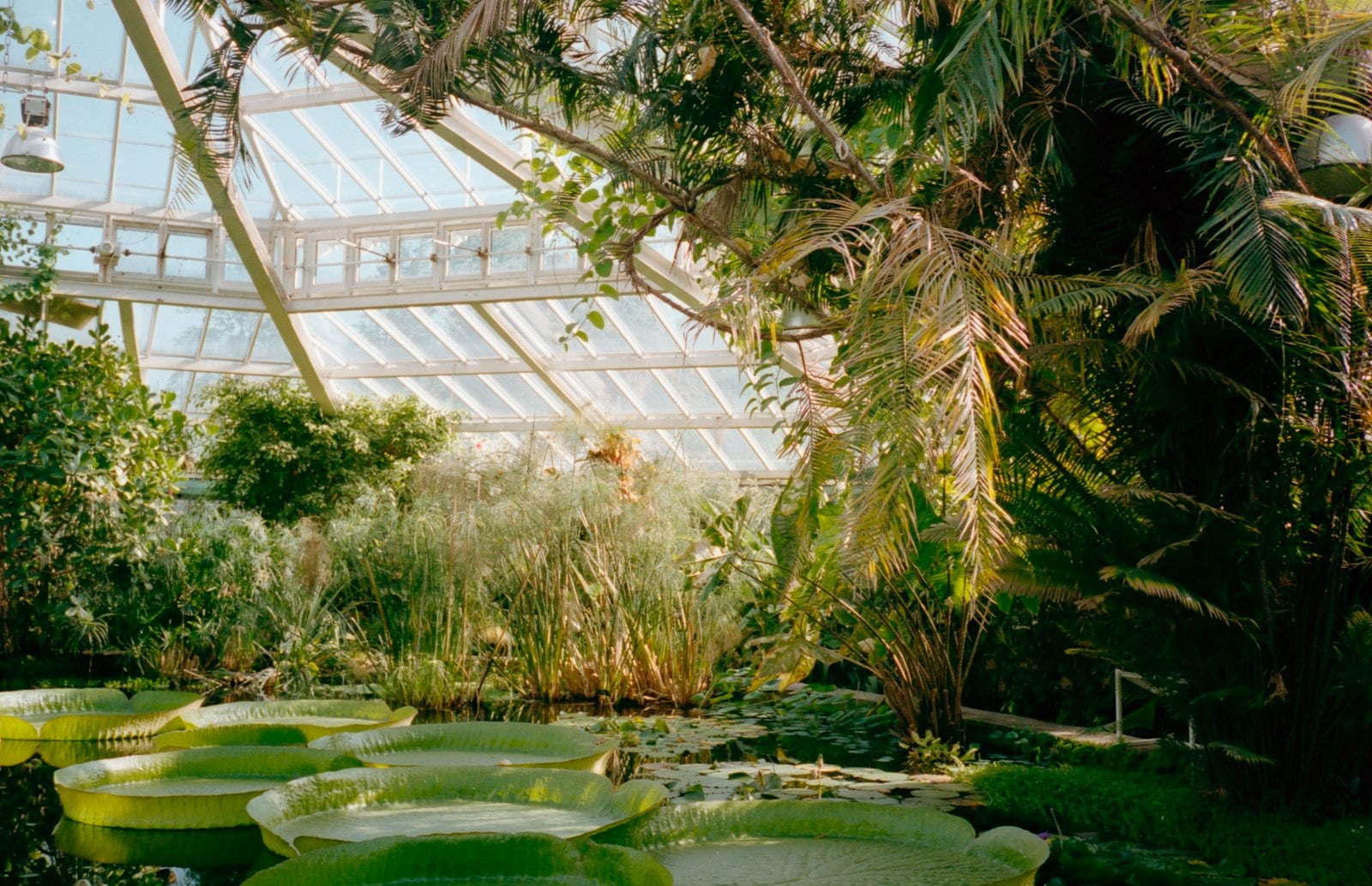 Sunlit greenhouse garden with tropical plants beneath a glass roof