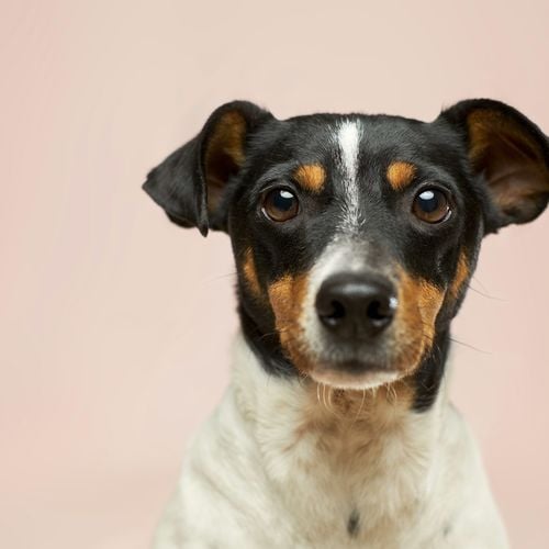 Two Dog Spa Concepts Are Coming to Midlothian: Canine L.I.F.E. Spa and Scenthound