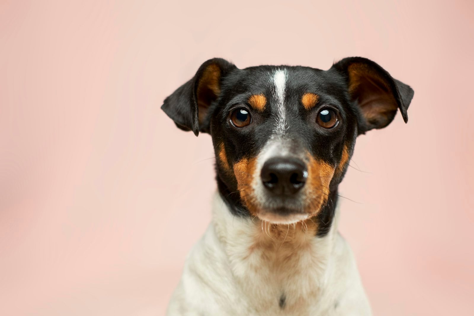 Close-up portrait of a small dog against a pink background