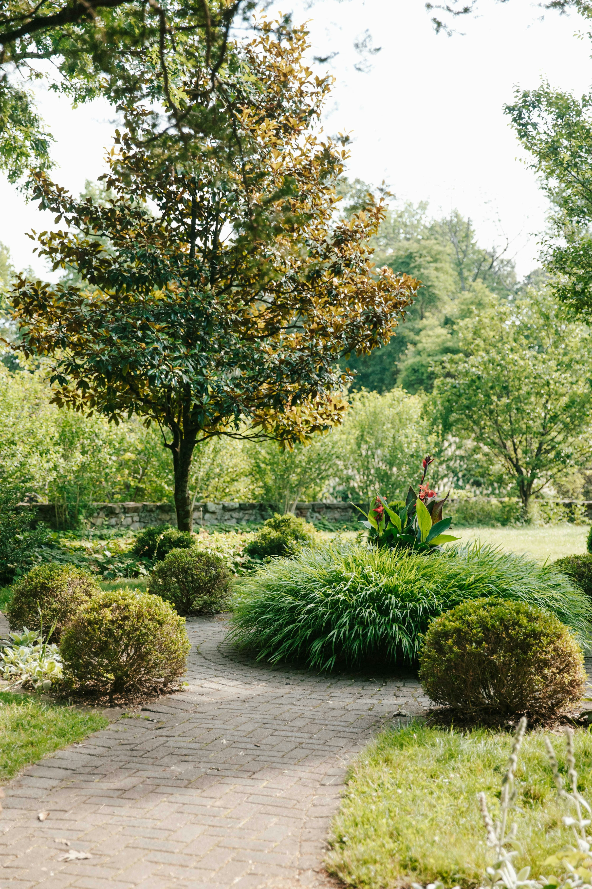 Curving brick garden path lined with clipped shrubs and ornamental grasses beneath a flowering magnolia tree