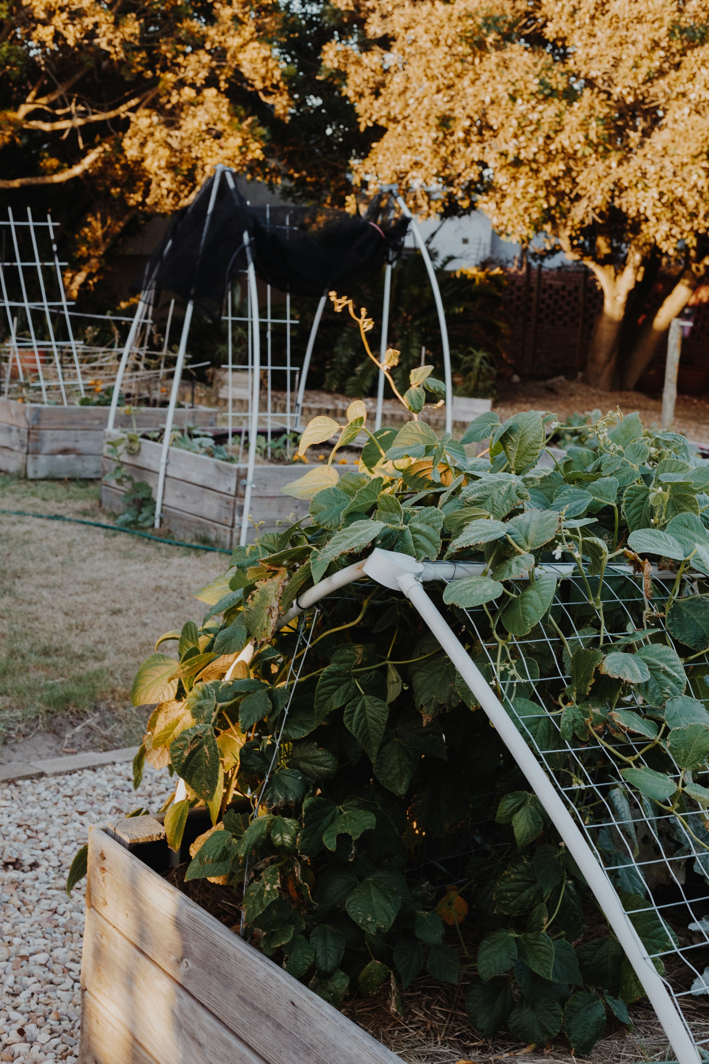 Wooden raised garden beds with a bean trellis in the foreground and more beds beyond a gravel path, under trees in autumn light