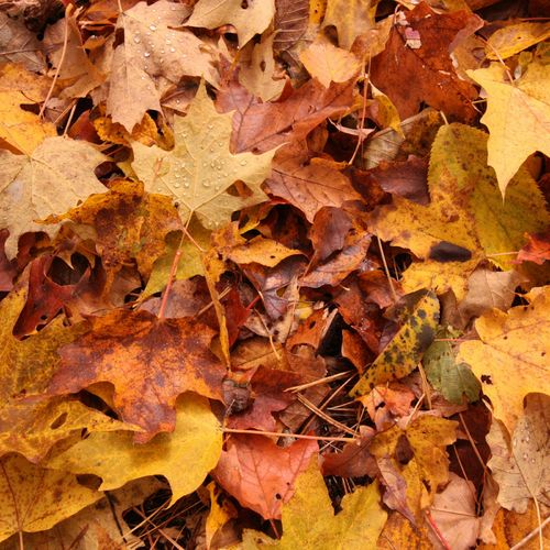 Richmond's 2026 Leaf Collection Starts October 5: Four Options, Four Sector Dates and a $30 Vacuum Fee