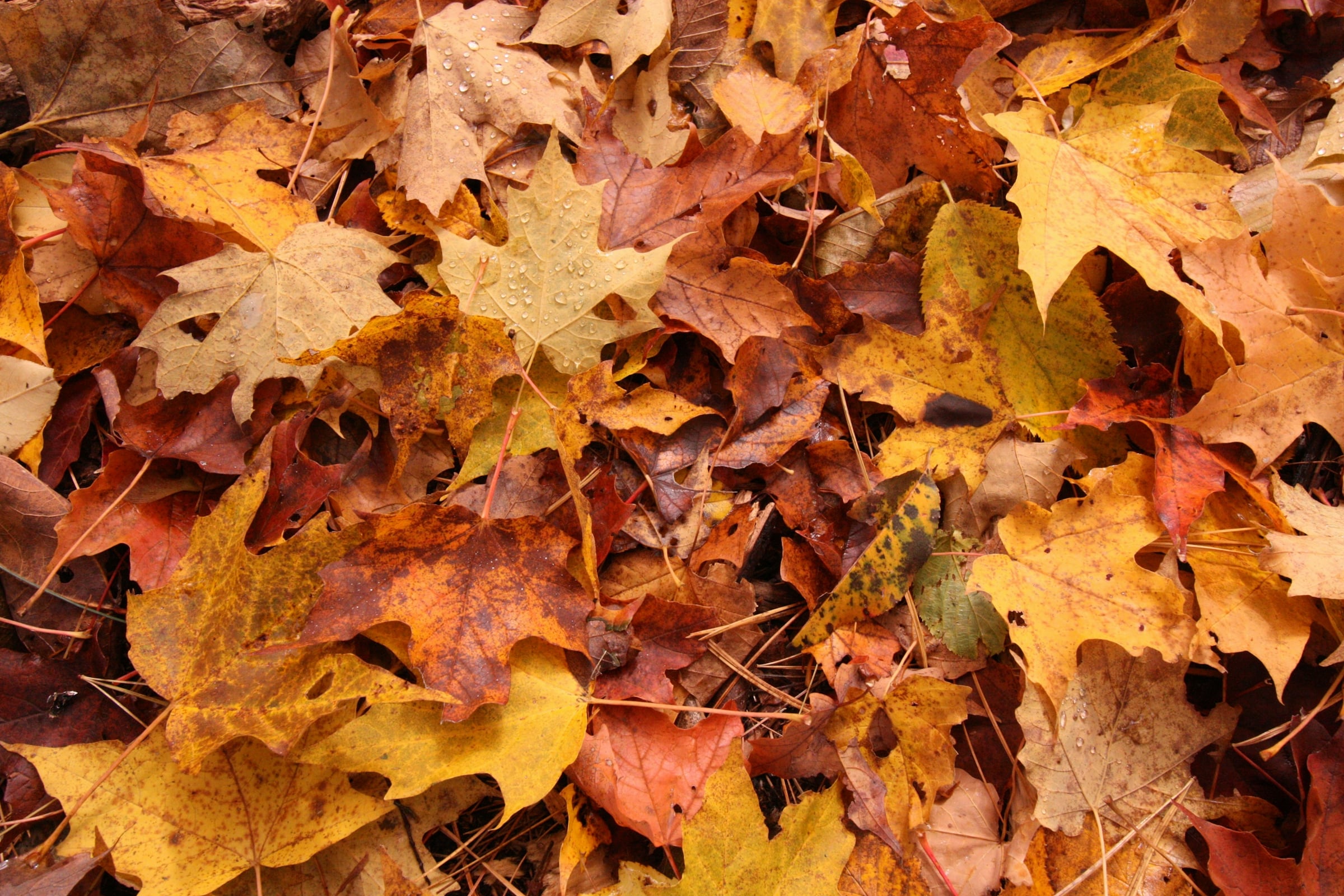 Fallen maple and oak leaves in orange, yellow and brown covering the ground in autumn