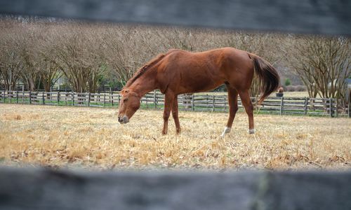 Where to Buy a Horse Property or Hobby …