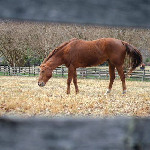 Where to Buy a Horse Property or Hobby Farm in the Richmond Area: Powhatan, Goochland, Hanover and Western Chesterfield Compared