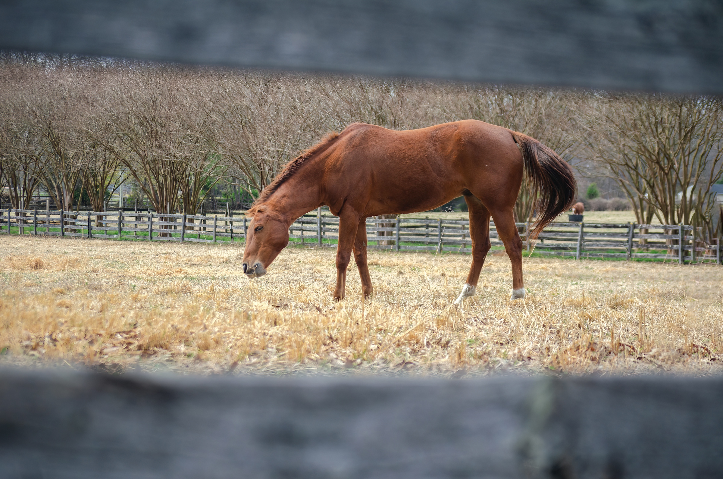 Chestnut horse grazing in a fenced pasture with bare hardwood trees along the fence line