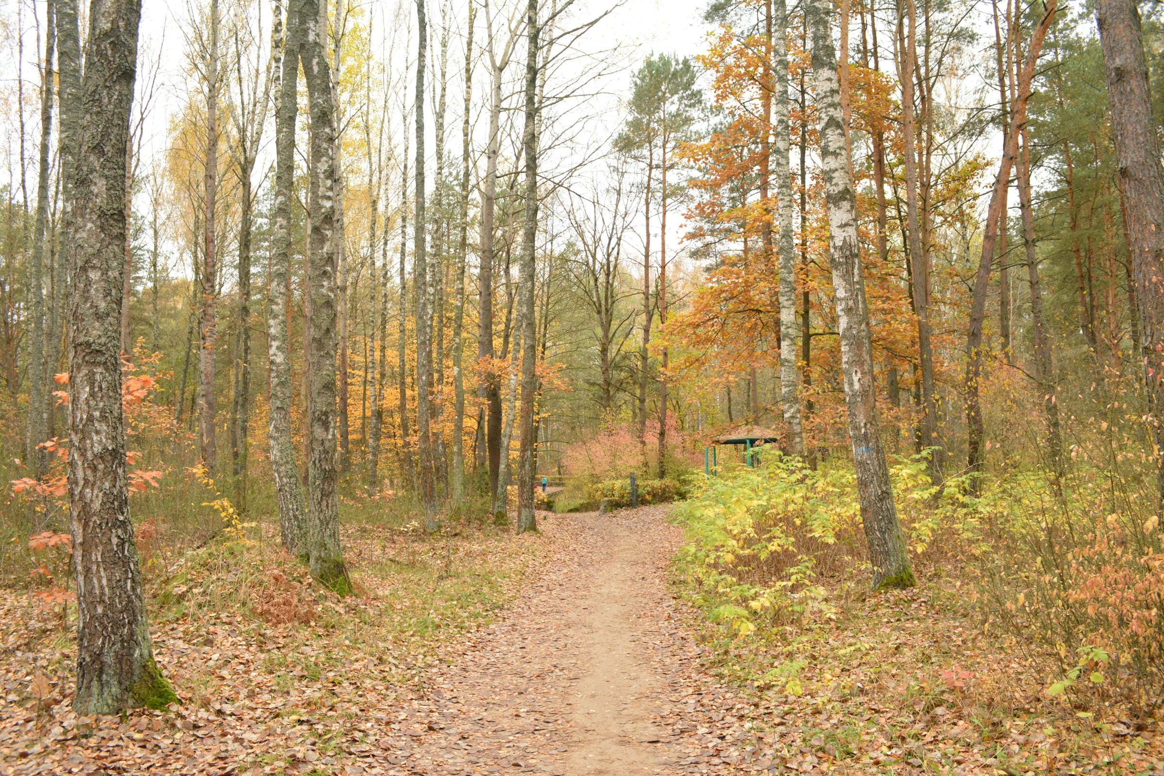 Dirt walking path through mixed hardwood and pine woods with orange and yellow fall leaves on the trees and ground