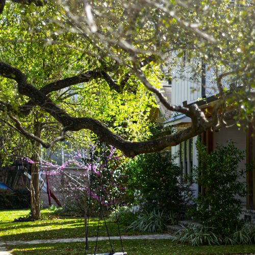 A Neighbor's Tree Over Your Property Line in Virginia: Who Owns It, Who Pays and What the Law Says