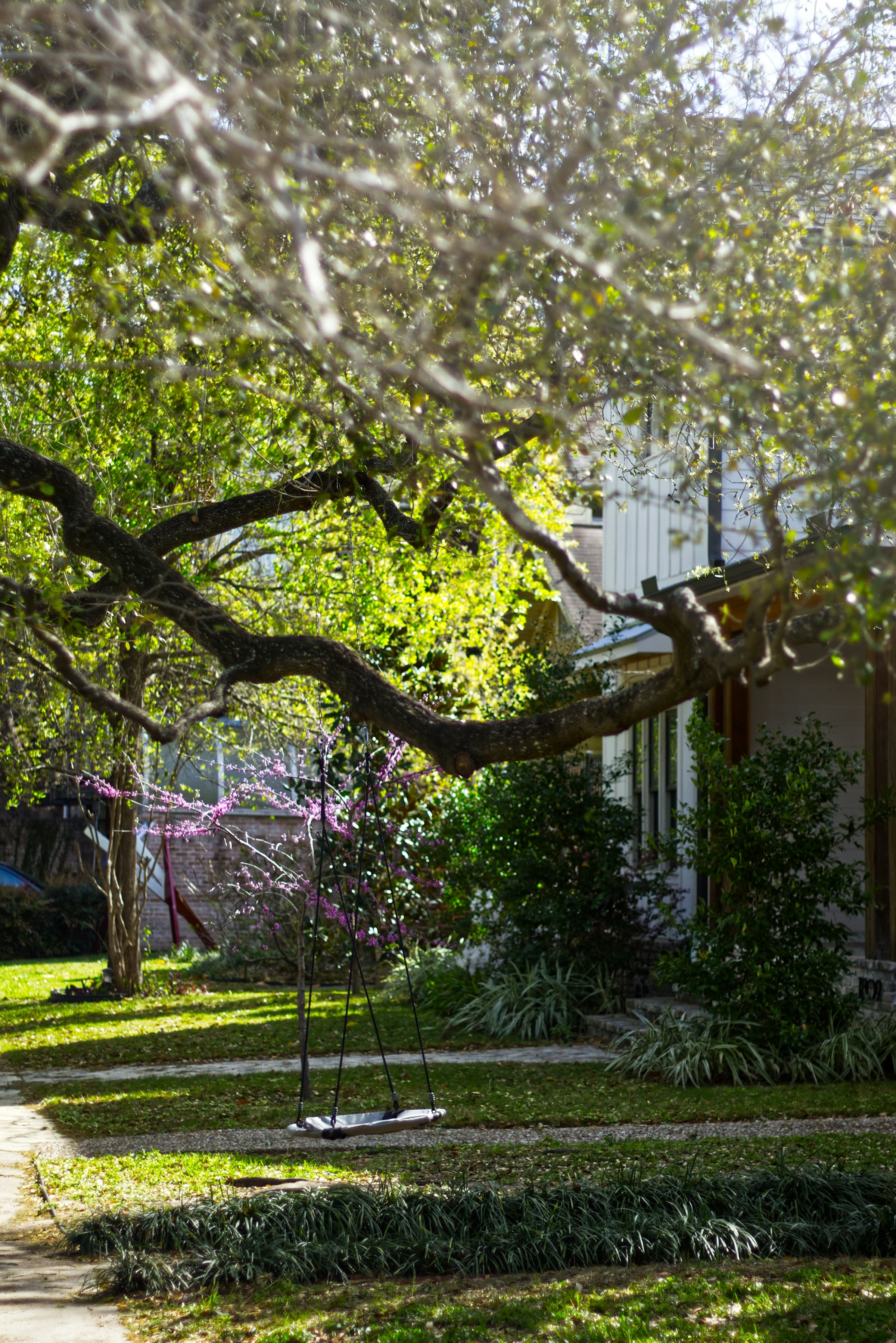 Large tree branches arching over a spring garden next to the side of a house