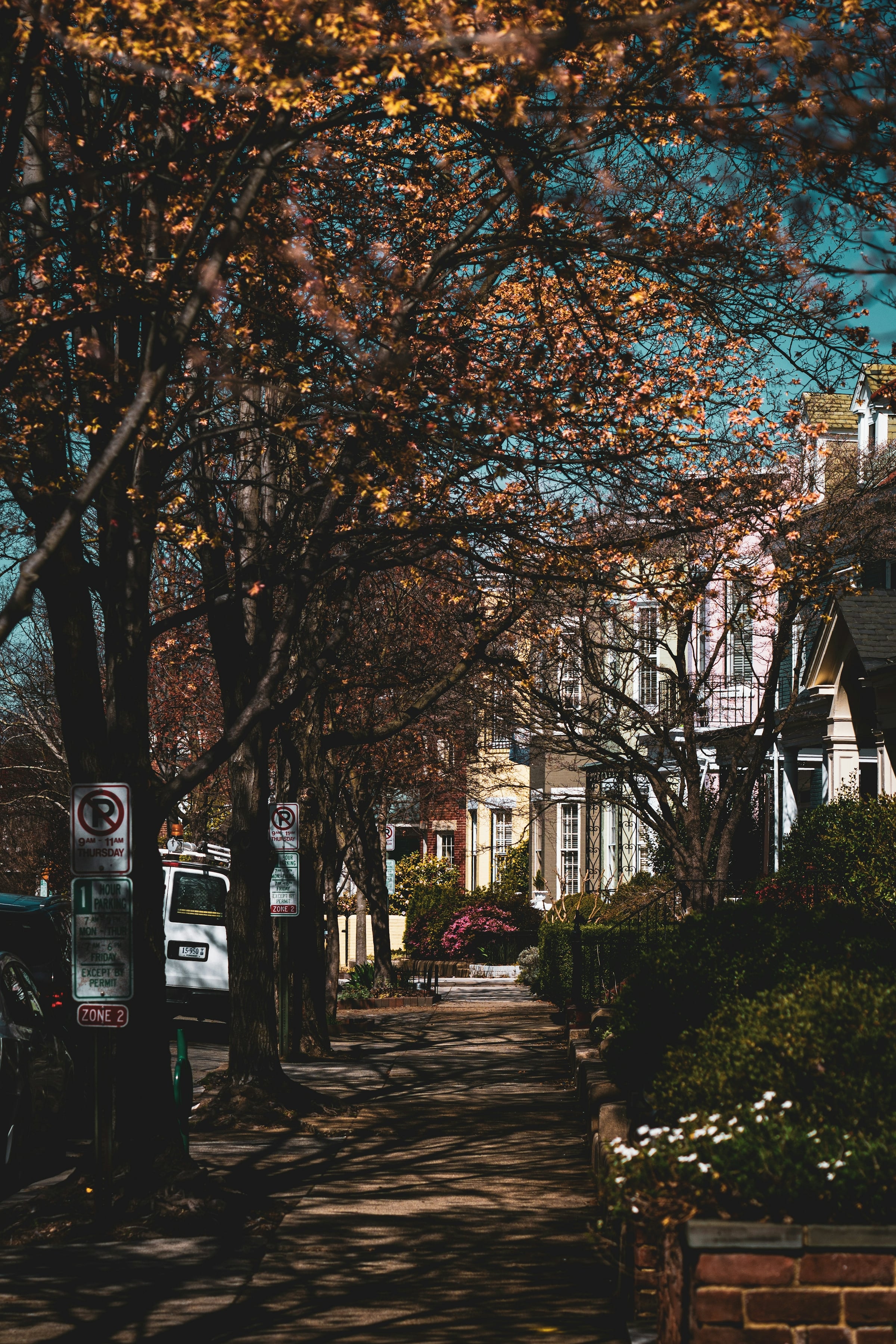 Sunlit sidewalk lined with trees beside brick and painted row houses on a city street
