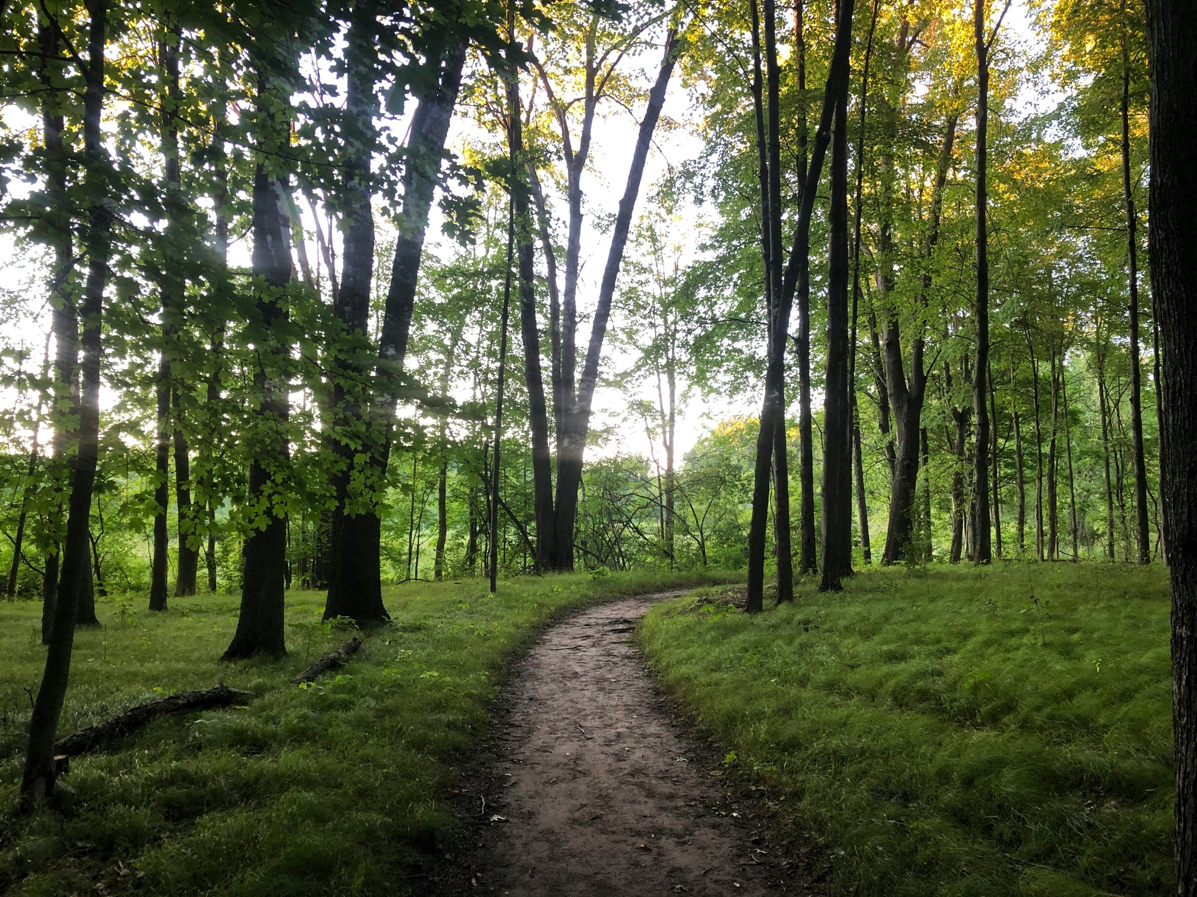 A dirt walking path curving through open grass and tall deciduous trees