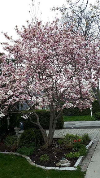Blooming