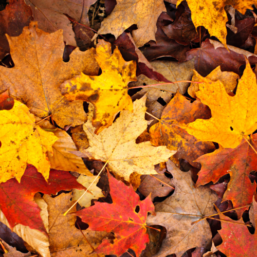 Unlocking Chicago's Fall Real Estate Opportunities: 5 Reasons to Buy a Home This Season