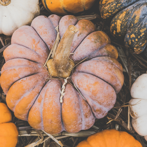 Fall into Fun: A Guide to 2023 Chicago Autumn Events and Festivals