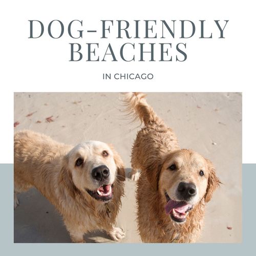 Discover Chicago’s Top Dog-Friendly Beaches
